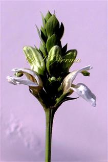  Inflorescence